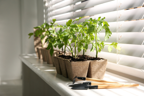 Вытягивается рассада: простые советы, которые спасут ваш будущий урожай