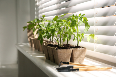 Вытягивается рассада: простые советы, которые спасут ваш будущий урожай