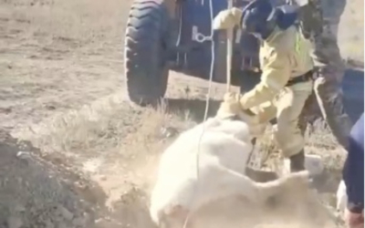 Спасатели вытащили корову из глубокой ямы