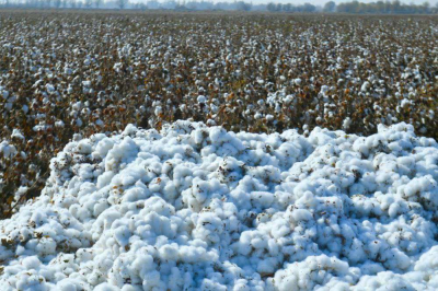 В Туркестанской области отметили Всемирный день хлопка