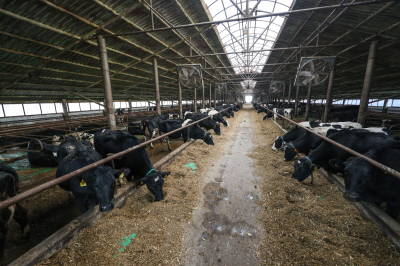 В&nbsp;Татарстане хотят ограничить ввоз скота из&nbsp;регионов, неблагополучных по&nbsp;ящуру, сибирской язве и&nbsp;бруцеллезу