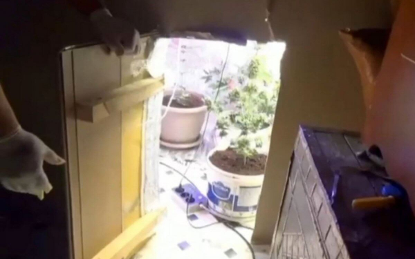 Потайную комнату с марихуаной и оружием нашли в Кандыагаше (ВИДЕО)
