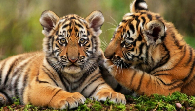 Трогательную историю про судьбу двух тигрят рассказали приморцам: малышка взяла под опеку тигренка