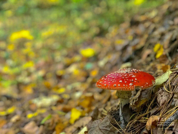 Миколог Дьяков предупредил о риске отравления весенними грибами