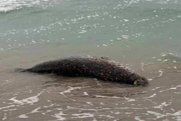 На берегу Каспия обнаружены еще 112 мёртвых тюленей