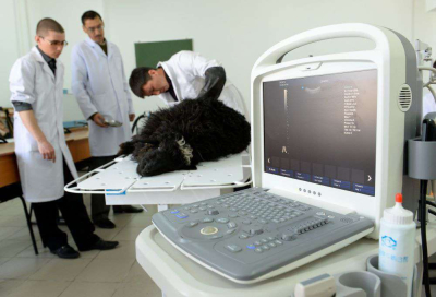 Сегодня - День ветеринарного работника