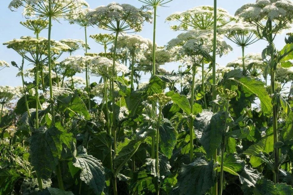 Рослесхоз включил клен и борщевик в список опасных растений