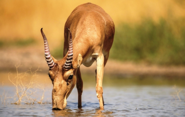 Цена мяса сайгака станет известна через 10 дней &mdash; Минсельхоз