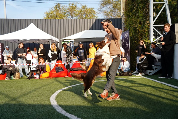 Усы, лапы, хвост