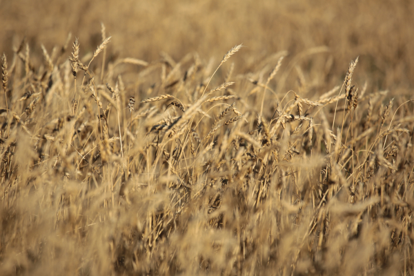 Правительство выделило дополнительные 7 млрд тенге на поддержку экспорта зерна