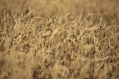 Правительство выделило дополнительные 7 млрд тенге на поддержку экспорта зерна