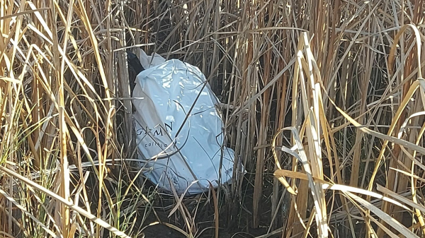 Не стреляйте в белых лебедей