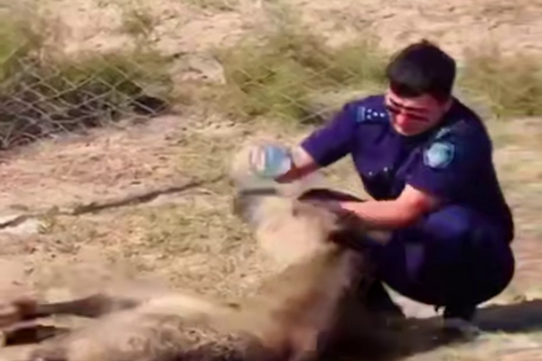 В Атырауской области полицейский помог ослабевшему жеребёнку