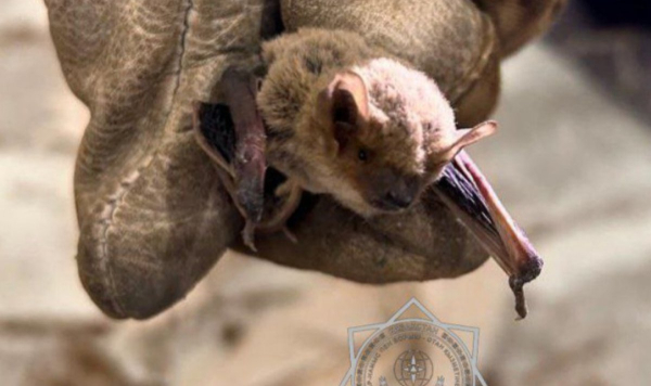 Спасатели пришли на помощь летучей мышке в Атырау