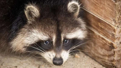 Еноты могут стать следующими домашними питомцами американцев