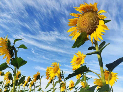 Жара до 42 градусов, дожди и град ожидаются в Казахстане в субботу