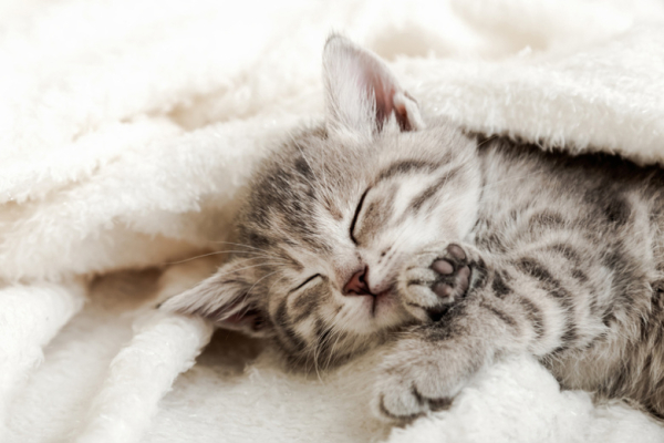 Кошатникам объяснили, почему питомцы ночью спят мордочкой к хозяину