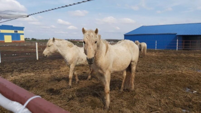 Порода обязывает: Талия Минуллина предложила завлекать инвесторов татарскими лошадями 15/04/2026 – Статьи