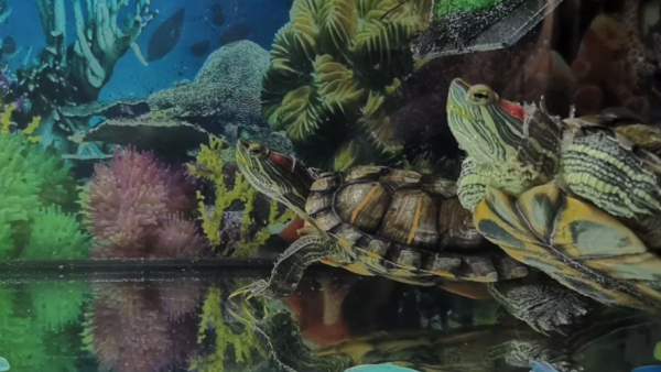 "Могу показать штамп": казанец продает черепах, из-за которых удачно женился, за миллионы рублей 26/02/2026 &ndash; Новости