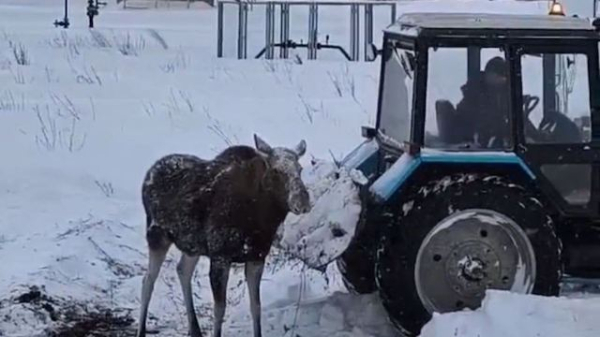 Помощь сохатым: жители Татарстана вызволили из снежного плена двух лосей