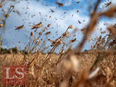 Саранчу хотят взять под контроль: страны СНГ будут бороться с вредителем совместно