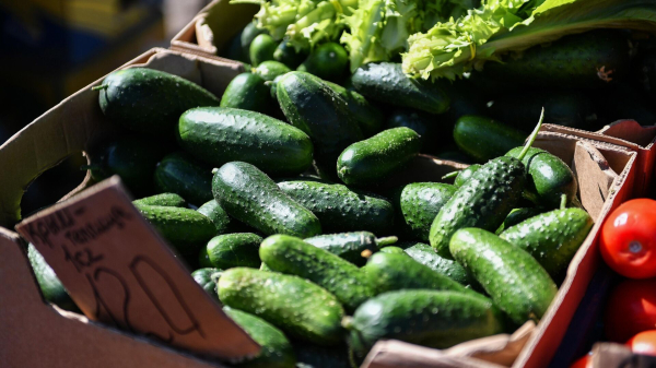Минсельхоз заявил о падении цен на огурцы почти на четверть за месяц